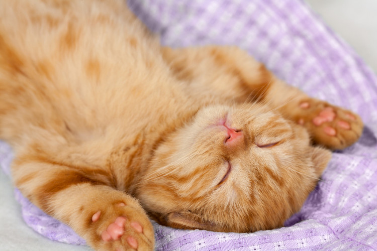 猫はなぜ仰向けで寝るの かわいい へそ天 の理由 みんなのペットライフ