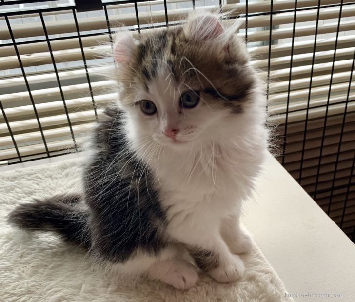 小さな猫が飼いたい おすすめの小型猫8種 みんなのペットライフ