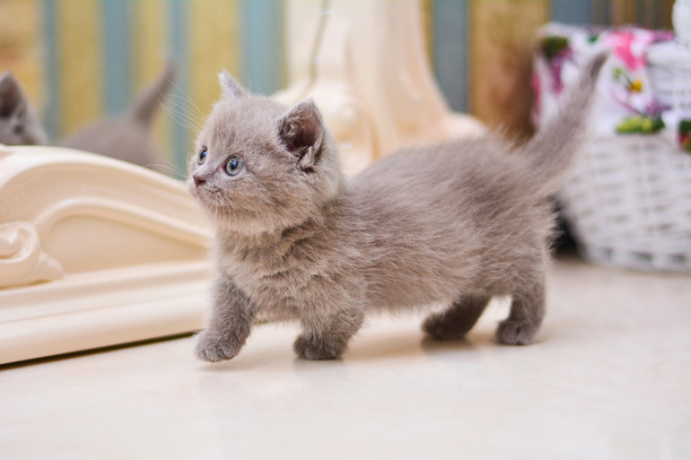 小さな猫が飼いたい おすすめの小型猫8種 みんなのペットライフ