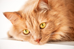 猫の目の色は何種類 宝石みたいな猫の目まとめ みんなのペットライフ 猫の目の色は何種類 宝石みたいな猫の目まとめ みんなのペットライフ