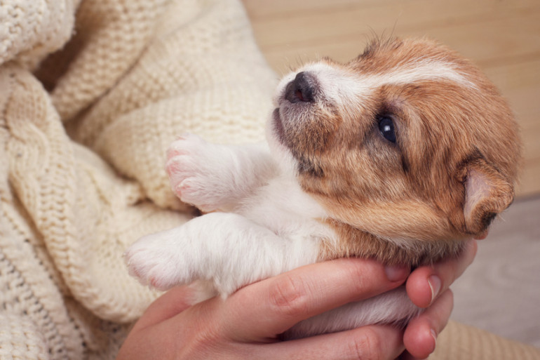 抱き上げられる子犬