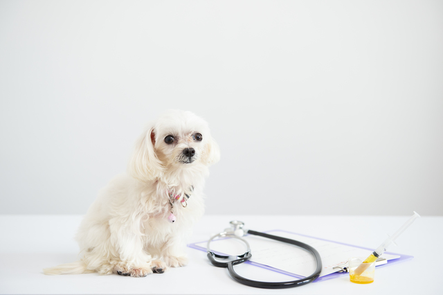 病院にきた子犬