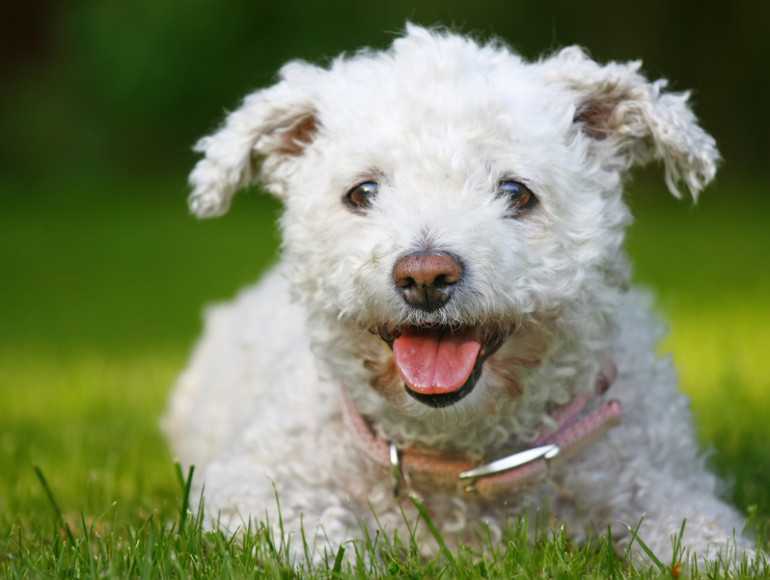 元気なトイプードルの子犬