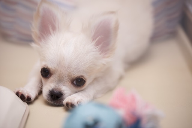 疲れているチワワの子犬