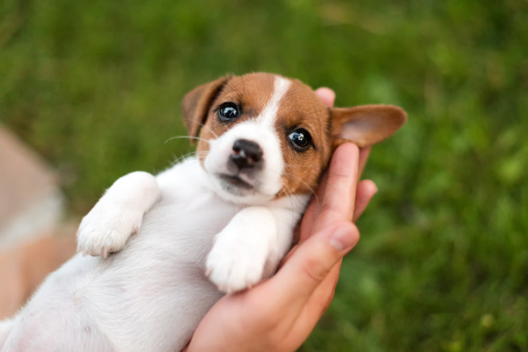 抱きかかえられる子犬