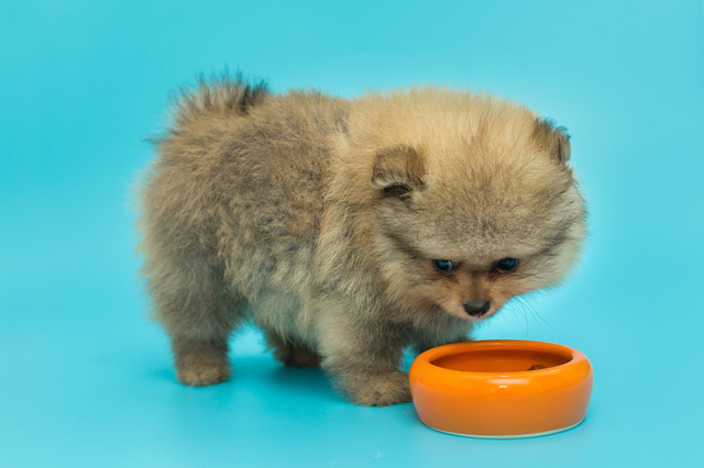 餌を食べない子犬