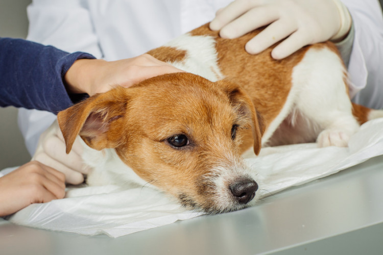 獣医師執筆 愛犬にしこりを見つけた しこりの原因や病気の可能性は みんなのペットライフ