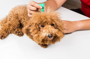 獣医師執筆 犬の脱毛症ってどんな病気 原因と治療 予防法を解説 みんなのペットライフ
