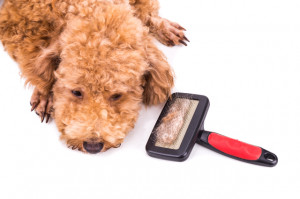 獣医師執筆 犬の脱毛症ってどんな病気 原因と治療 予防法を解説 みんなのペットライフ