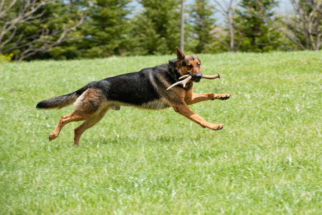 獣医師執筆 犬の胃捻転ってどんな病気 かかると早急な処置が必要に みんなのペットライフ