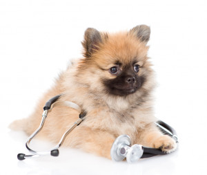 獣医師執筆 愛犬が心臓病と診断されたら 治療法や日常生活の注意点について みんなのペットライフ