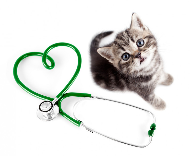 聴診器と子猫