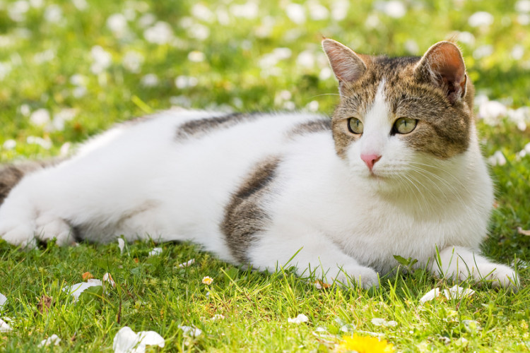 草むらに寝ころぶ猫