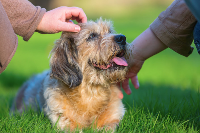 犬が見つめるのはなぜ 犬が飼い主をジーっと見つめてくる理由 みんなのペットライフ