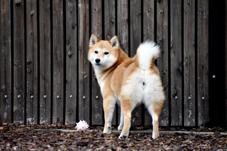 ボールを持ってこない柴犬