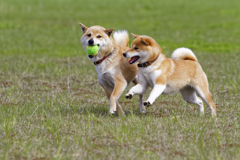 ボール遊びをする柴犬