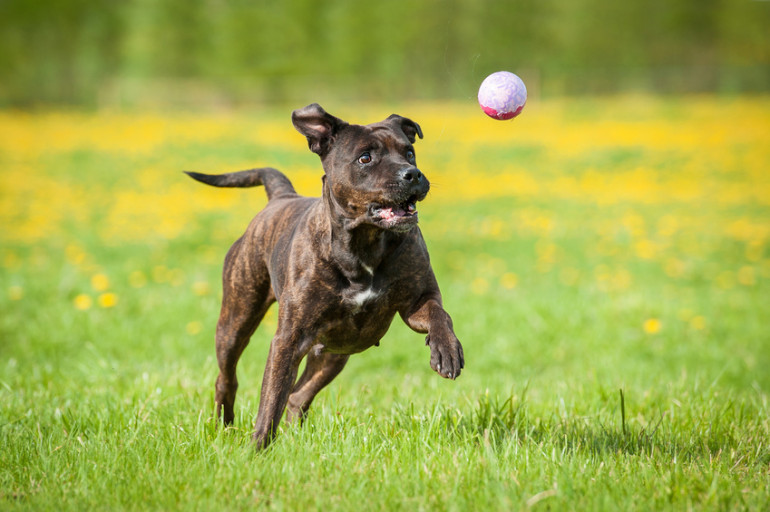 ボールを追いかける犬