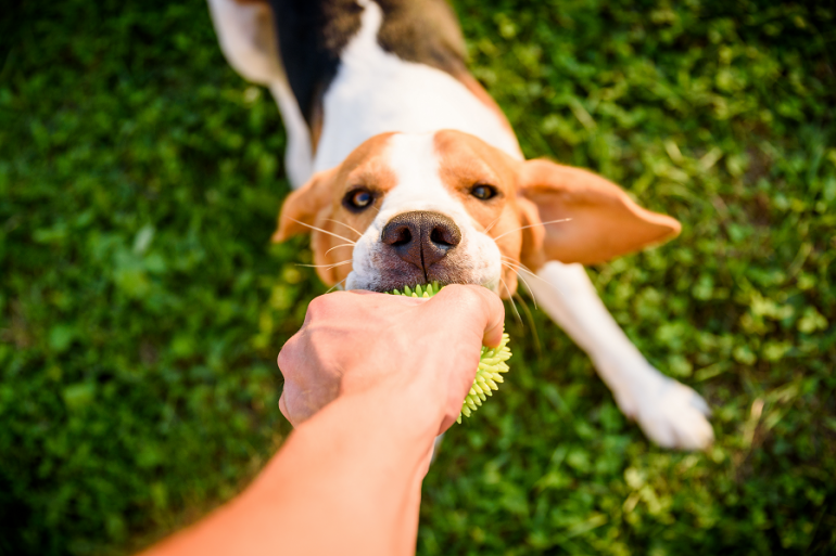 犬とボール遊びがしたい ボール遊びのやり方と 持ってこい の教え方 みんなのペットライフ