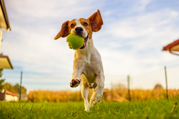 犬とボール遊びがしたい！ ボール遊びのやり方と「持ってこい」の教え方｜みんなのペットライフ