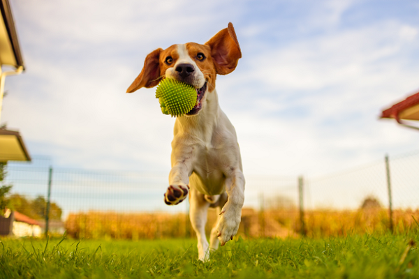 ボールを咥える犬