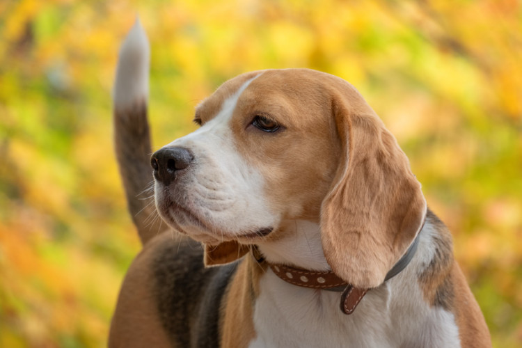 散歩中の犬