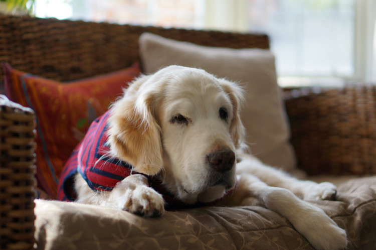 犬が長生きする秘訣は 愛犬を長寿犬にするために必要なこと みんなのペットライフ