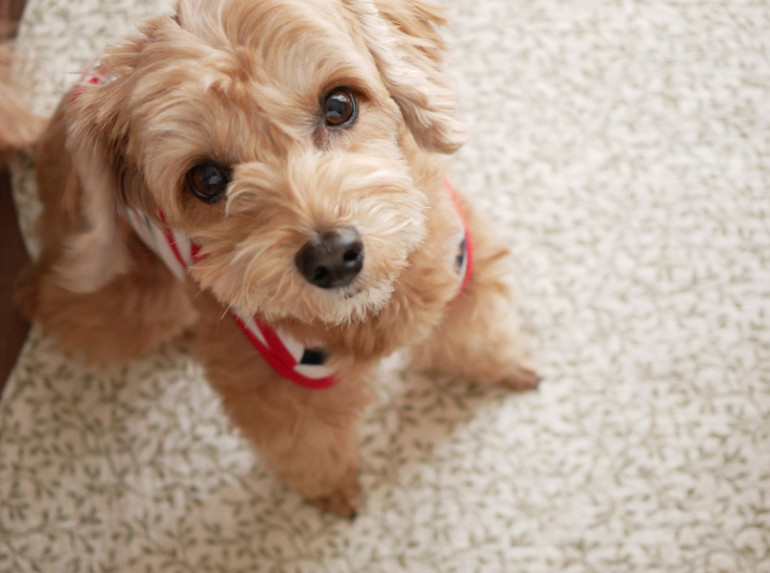 じっと見つめる子犬