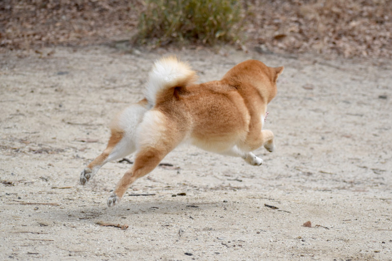 逃げていく柴犬