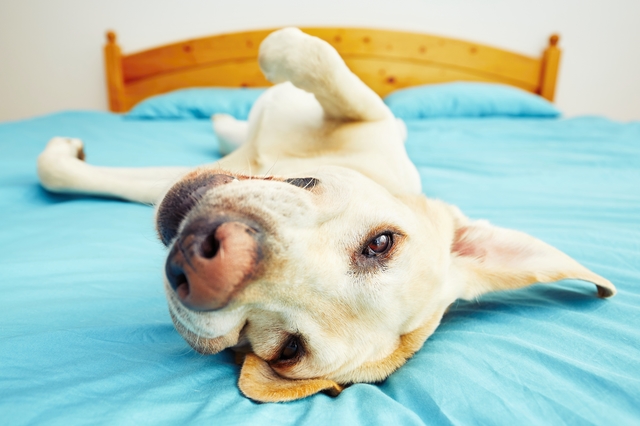 ベッドにあおむけに寝転がる犬