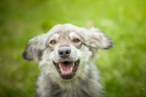 犬が飛びつくのはなぜ 犬が飛びついてくる理由と しつけの方法 みんなのペットライフ