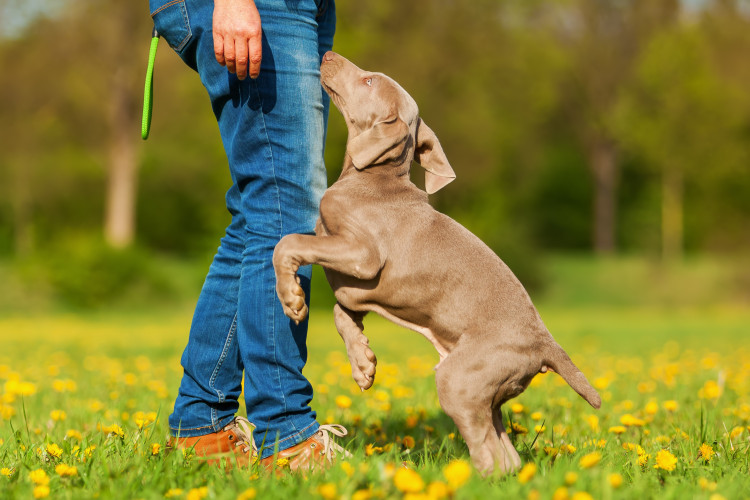 犬が飛びつくのはなぜ 犬が飛びついてくる理由と しつけの方法 みんなのペットライフ