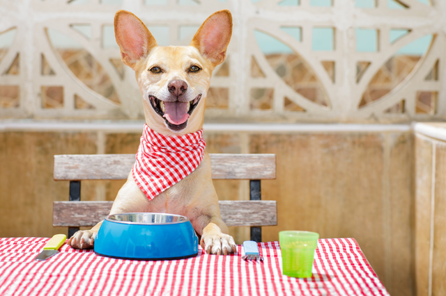 食事を待つ犬