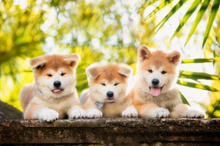 秋田犬の子犬