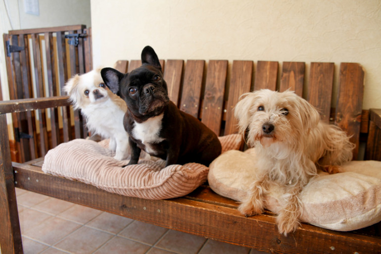 ベンチに座る三匹の犬