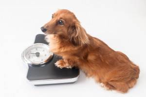犬は納豆を食べても大丈夫 健康効果と与え方について解説します みんなのペットライフ