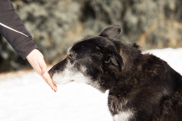 手のにおいを嗅ぐ犬