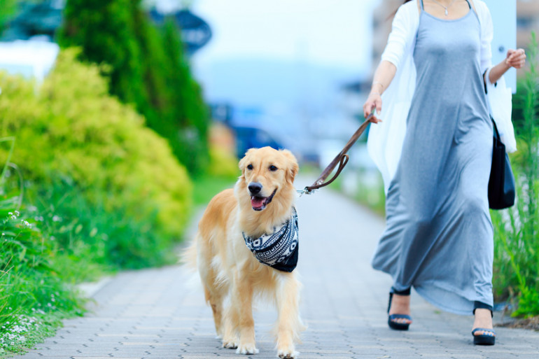 散歩する飼い主と犬
