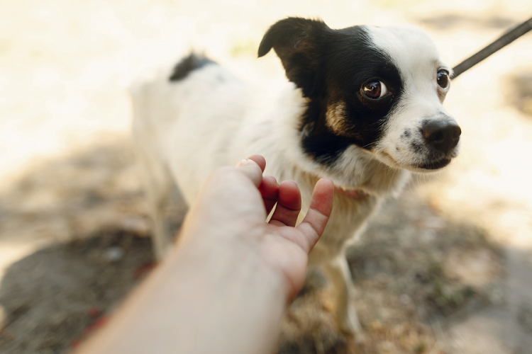 触られるのを躊躇する犬