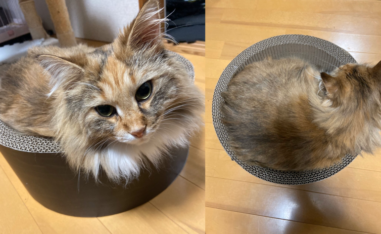 サークルに入る猫