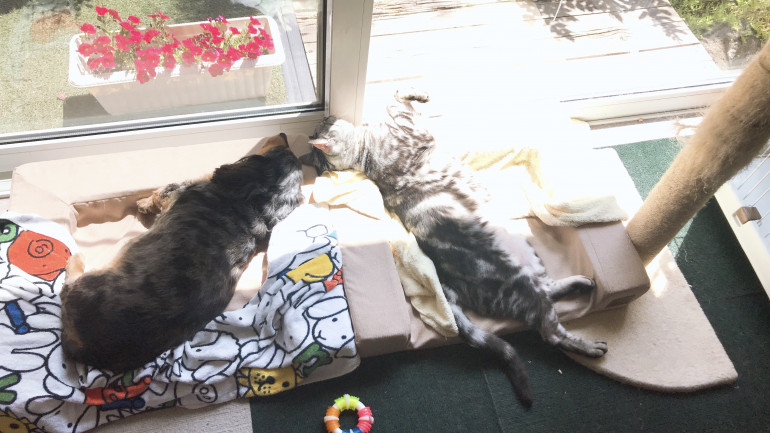窓の前で寝る犬と猫