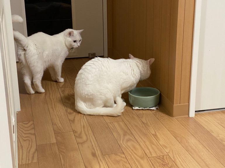 水を飲む白い二匹の猫