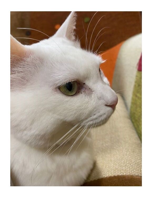 白猫のアップ