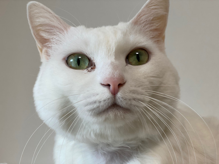 白猫のアップ