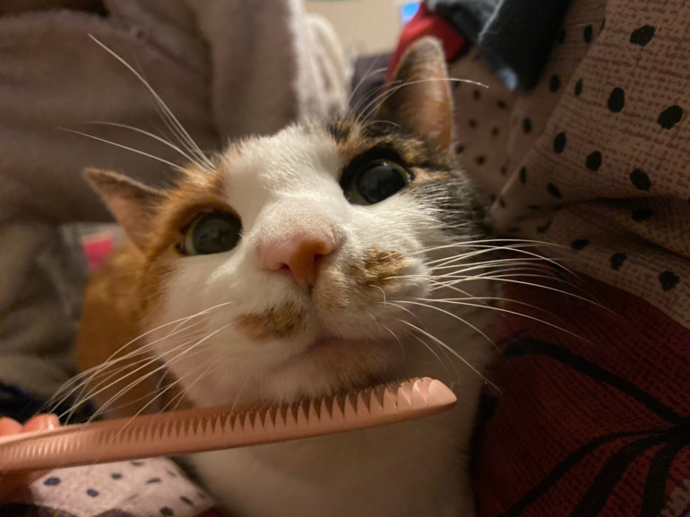 ブラシで撫でられる猫
