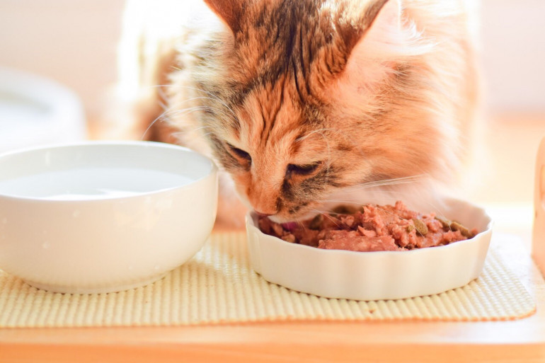 餌を食べる猫