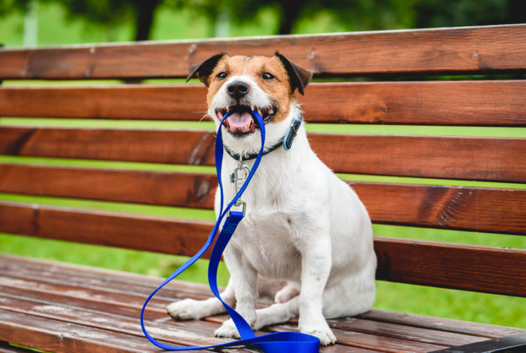 リードをくわえている犬