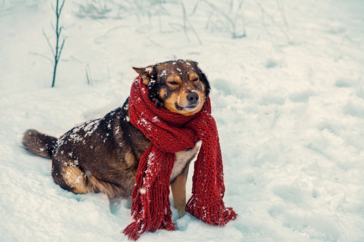 雪の中で座っているマフラーを巻いた犬