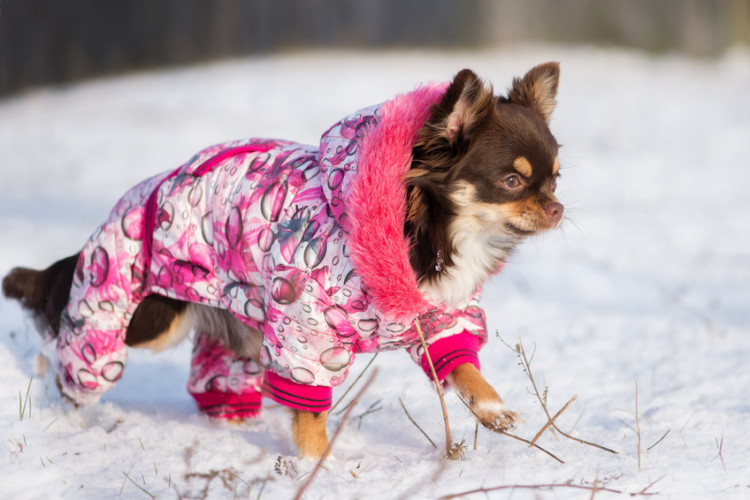 コートを着て雪のなかを歩く犬