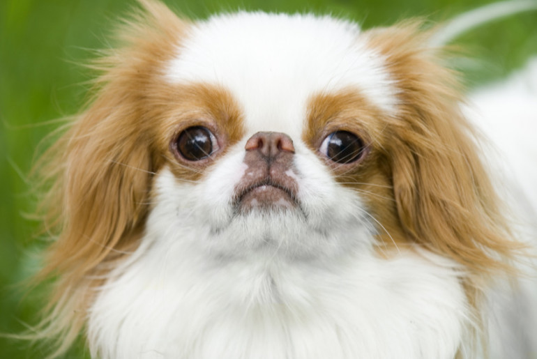 鼻ぺちゃ犬ってどんな犬 ブサカワが魅力の鼻ぺちゃ犬の特徴や飼い方を紹介 みんなのペットライフ