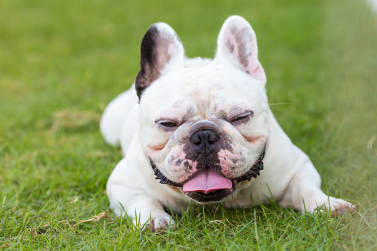 草原で寝そべる犬